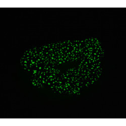 Teal Bioluminescence Glow in the Dark Mini Scrunchie