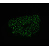 Teal Bioluminescence Glow in the Dark Mini Scrunchie