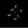 Glow in the Dark Purple Halloween Scrunchie