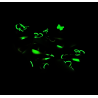 Glow in the Dark Pink Butterfly Hair Bows