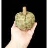 Khaki Scented Fabric Pumpkin