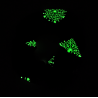 Glow in the Dark Red Snowflake Christmas Scrunchie