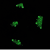 Glow in the Dark Silver Snowflake Christmas Scrunchie