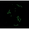 Glow in the Dark Halloween Bat Scrunchie