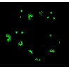 Glow in the Dark Black Firework Scrunchie