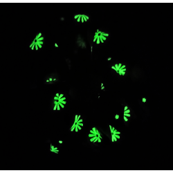 Glow in the Dark Pink Floral Scrunchie