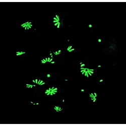 Glow in the Dark Blue Floral Scrunchie