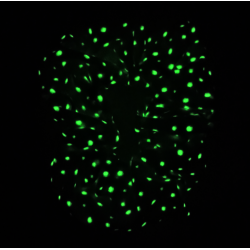 Glow in the Dark - Mint Fairy Dust Scrunchie