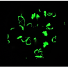 Glow in the Dark Pink Butterfly Scrunchie