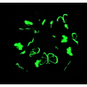 Glow in the Dark Grey Butterfly Scrunchie
