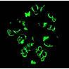 Glow in the Dark Teal Butterfly Scrunchie