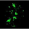 Glow in the Dark Teal Fairy Scrunchie