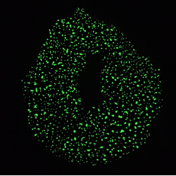 Glow in the Dark Navy Bioluminescence Scrunchie