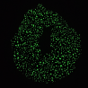 Glow in the Dark Navy Bioluminescence Scrunchie