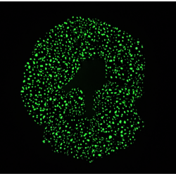 Glow in the Dark Teal Bioluminescence Scrunchie