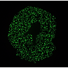 Glow in the Dark Teal Bioluminescence Scrunchie
