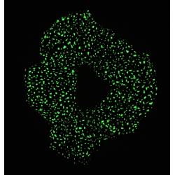 Glow in the Dark Pink Bioluminescence Scrunchie