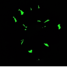 Glow in the Dark Pink Dolphin Scrunchie