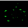 Glow in the Dark Blue Dolphin Scrunchie