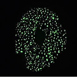 Teal Bioluminescence Glow in the Dark Mini Scrunchie