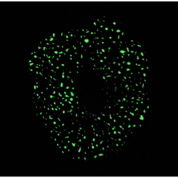 Navy Bioluminescence Glow in the Dark Mini Scrunchie