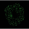 Navy Bioluminescence Glow in the Dark Mini Scrunchie