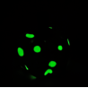 Glow in the Dark Cream Scented Fabric Pumpkin