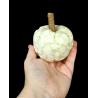 Glow in the Dark Cream Scented Fabric Pumpkin