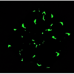 Blue Dolphin Glow in the Dark Mega Scrunchie