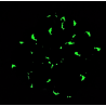 Blue Dolphin Glow in the Dark Mega Scrunchie