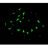 Pink Dolphin Glow in the Dark Mega Scrunchie