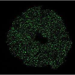Teal Bioluminescence Glow in the Dark Mega Scrunchie