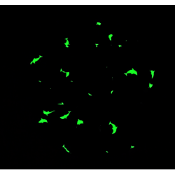 Teal Dolphin Glow in the Dark Mega Scrunchie