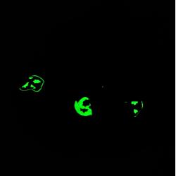 Glow in the Dark Grey Skulls Scrunchie