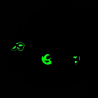 Glow in the Dark Grey Skulls Scrunchie