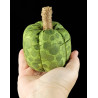 New Forest Green Scented Fabric Pumpkin